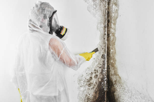 Reliable Andover, MN Mold Removal Solutions