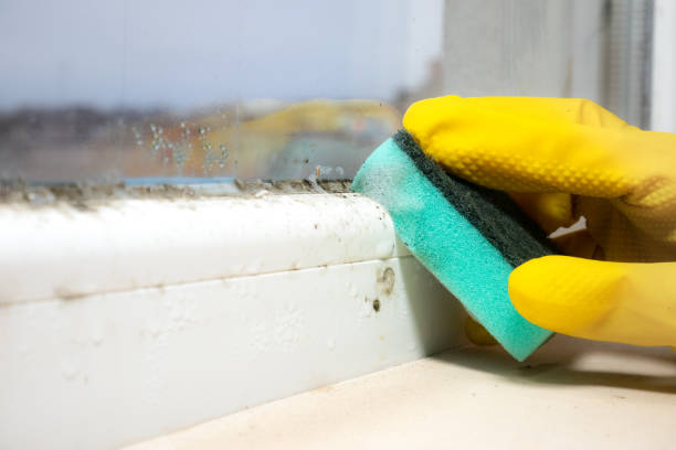 Best Best Mold Removal Companies  in Andover, MN