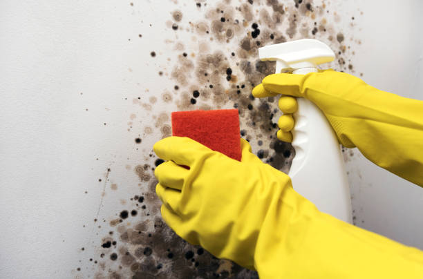 Best Attic Mold Removal  in Andover, MN