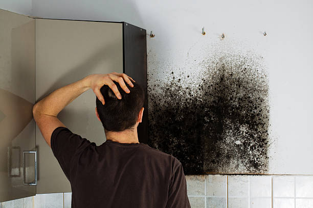Best Local Mold Removal Service  in Andover, MN