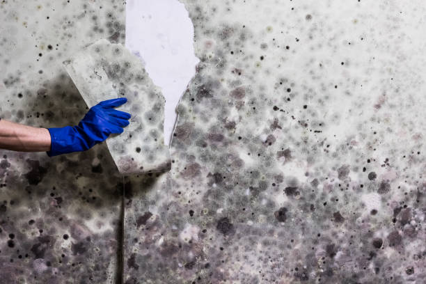 Best Mold Removal Company Near Me  in Andover, MN